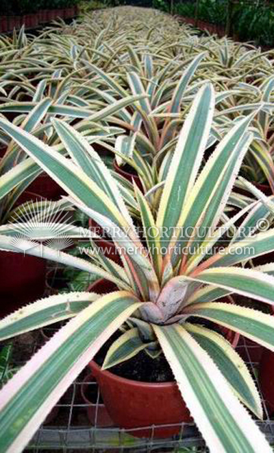 Ananas bracteatus var.striatus